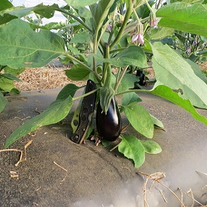 Expert advice for greenhouse eggplant care