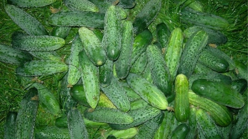 Seralar ve açık tarla için en eski salatalık çeşitleri