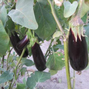 Geheimen van het voeren van aubergines voor een rijke oogst