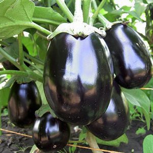 Secrets of feeding eggplant for a rich harvest