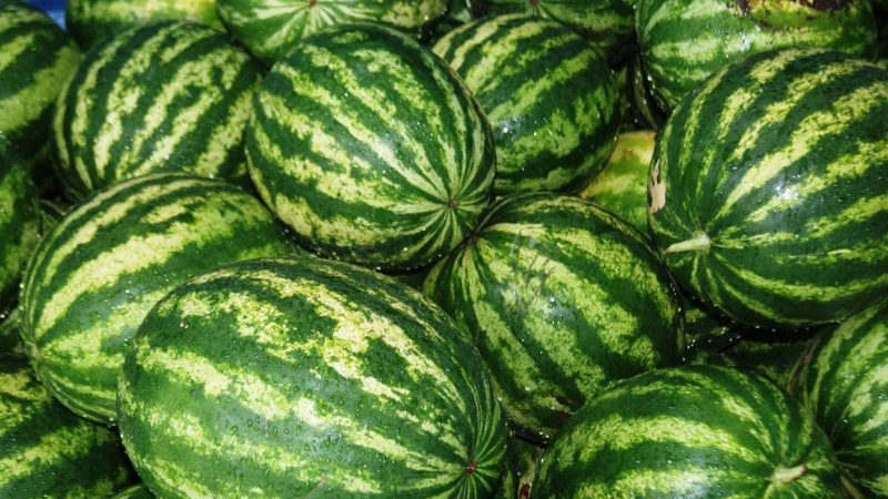 هل يجب عليك شراء بذور البطيخ؟ المنتج: نظرة عامة على تنوع مربي البطيخ الأمريكيين ، مزاياها وعيوبها