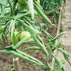 ¿Qué hacer si las hojas de tomate se rizan en un invernadero?