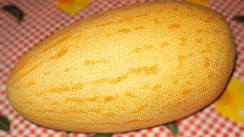 Süße und duftende usbekische Melone Gulyabi: wie man sie auswählt und wie man sie selbst anbaut