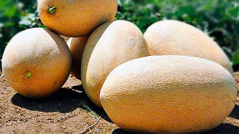 Melon ouzbek sucré et parfumé Gulyabi: comment choisir et comment le cultiver vous-même