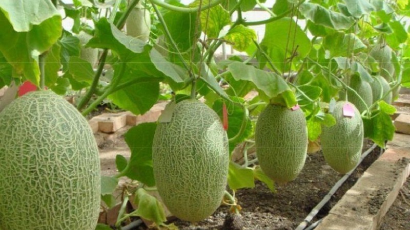Melon ouzbek sucré et parfumé Gulyabi: comment choisir et comment le cultiver vous-même