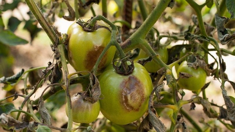 Спасяваме засегнатата реколта от домати или как да спасим доматите от късен блясък, ако вече са болни