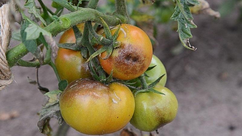 Vad man ska göra om bruna fläckar visas på tomater: foton av påverkade tomater och sätt att rädda dem