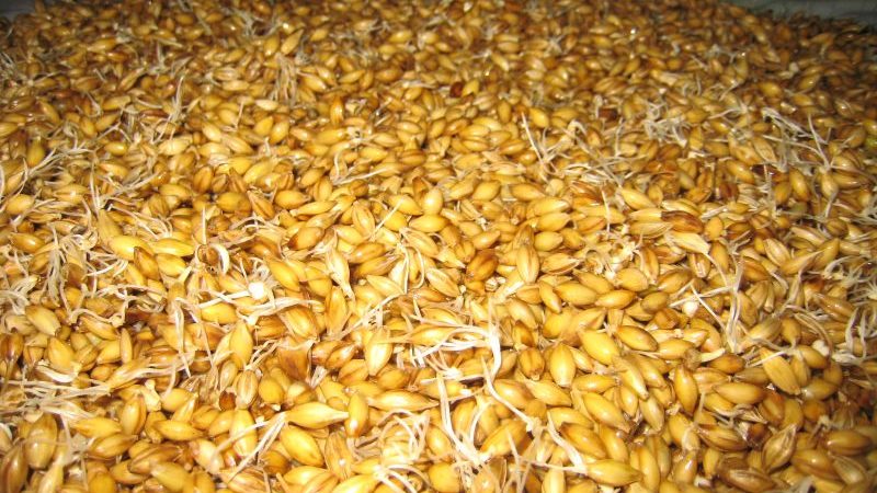 How to make barley malt at home