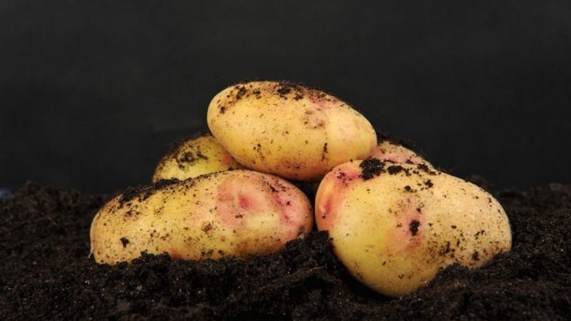 Variété de pomme de terre Galaktika avec un goût excellent et une longue durée de conservation