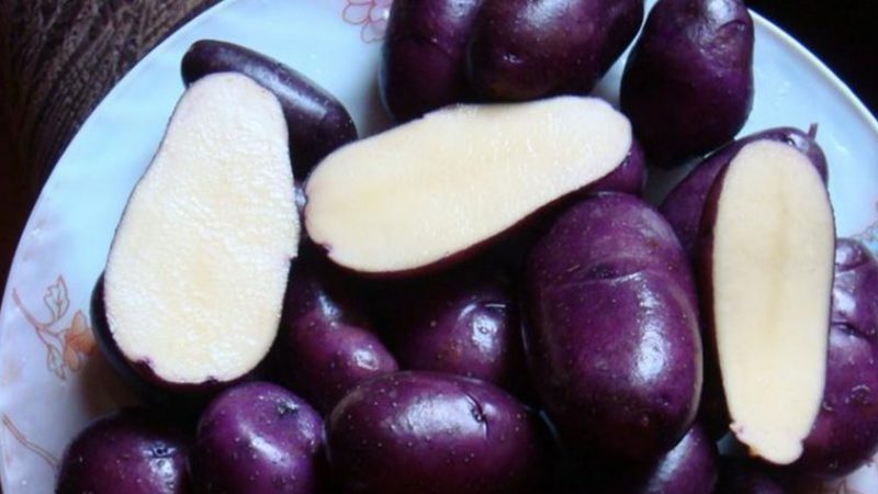 Pomme de terre amateur Gypsy à peau violette et chair blanche