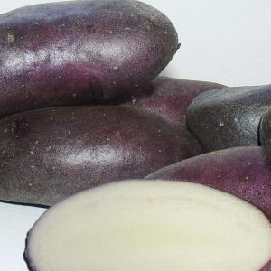Vysoce výnosná fialová odrůda brambor Cornflower od domácích chovatelů