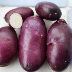Varietà di patate viola ad alto rendimento Fiordaliso da allevatori domestici