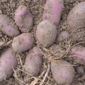 Didelio derlingumo purpurinių bulvių veislė rugiagėlių iš naminių selekcininkų