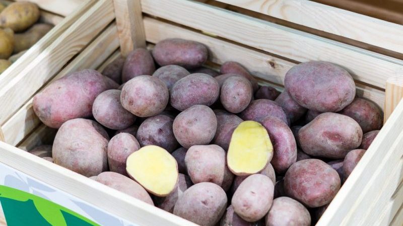 Varietat de patata morada de gran rendiment per als criadors nacionals