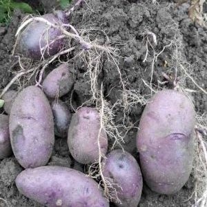 Hochertragreiche lila Kartoffelsorte Cornflower von einheimischen Züchtern