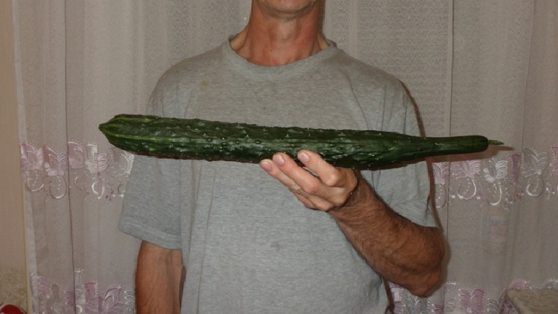 Mid-tidig hybrid av gurkor En riktig man med starka starka buskar och stora frukter