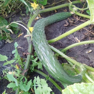 Middenvroege hybride van komkommers Een echte man met sterke sterke struiken en grote vruchten