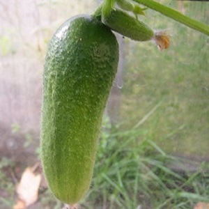 Medium-early self pollinerad gurka Patti: hemligheter för jordbruksteknik och recensioner om skörden