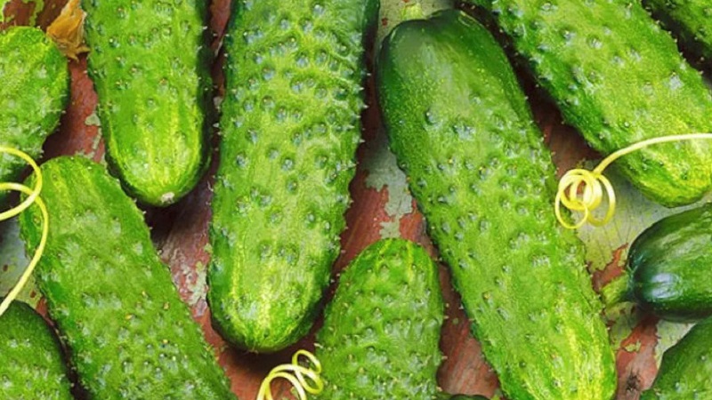 Mid-season hybrid of Prestige cucumbers from domestic breeders