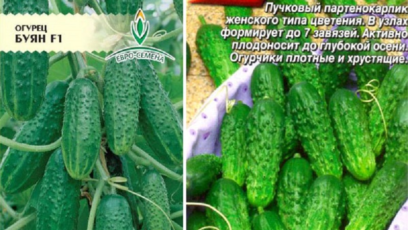 Pepinos Buyan f1 resistentes a doenças e fáceis de cuidar, de criadores russos