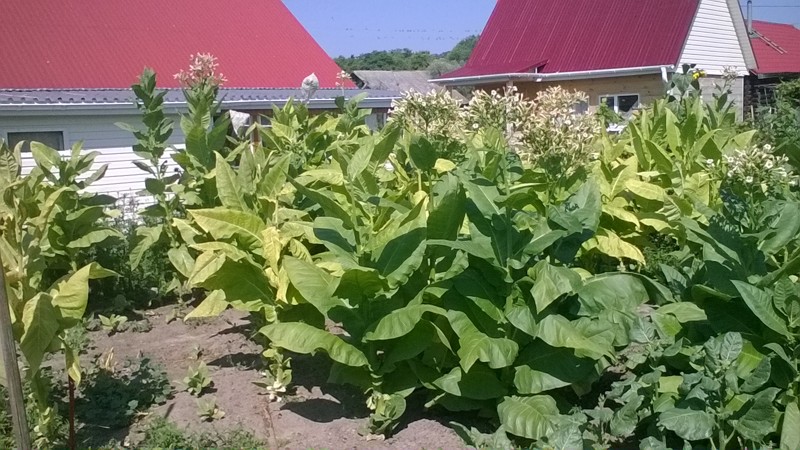 Ang pinakatanyag na iba't ibang tabako sa Virginia para sa on-site at paglilinang sa bahay