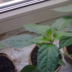 Paprika's laten bladeren vallen: wat te doen om hun aanplant te redden en problemen te voorkomen