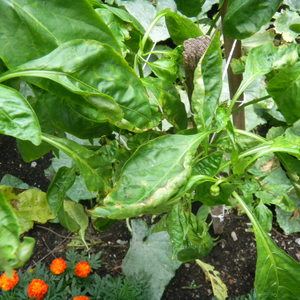 Papriky spadajú na listy: čo robiť, aby sa im uložila výsadba a zabránilo sa problémom