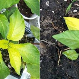 Paprika's laten bladeren vallen: wat te doen om hun aanplant te redden en problemen te voorkomen