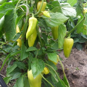 Peppers are dropping leaves: what to do to save their plantings and prevent problems