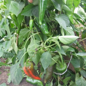 Οι πιπεριές ρίχνουν φύλλα: τι να κάνουν για να σώσουν τις φυτεύσεις τους και να αποτρέψουν προβλήματα