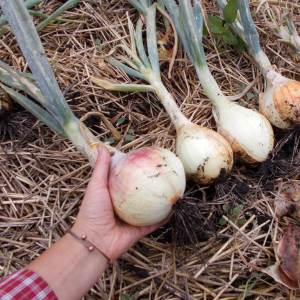 Cosecha y almacenamiento de cebollas: cuando es el momento de cavar en el jardín