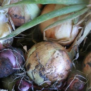 Cosecha y almacenamiento de cebollas: cuando es el momento de cavar en el jardín