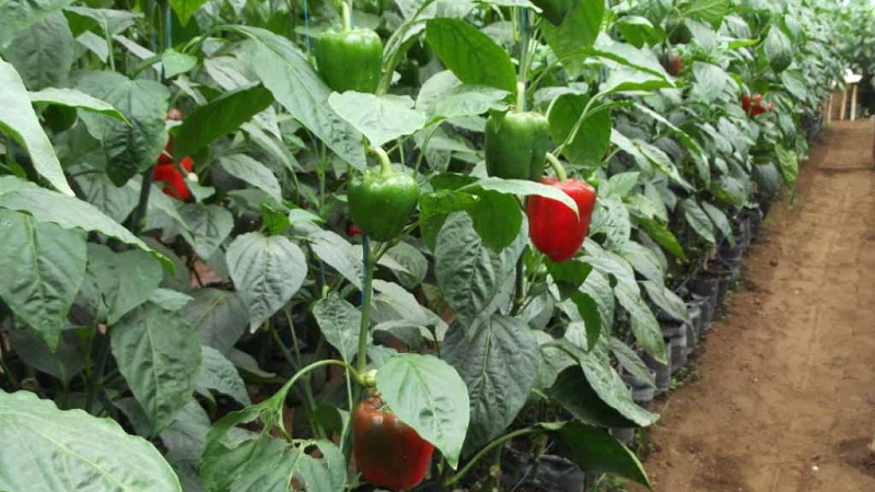 A paprika gondozása és termesztése üvegházban: lépésről lépésre a kezdő kertészek számára