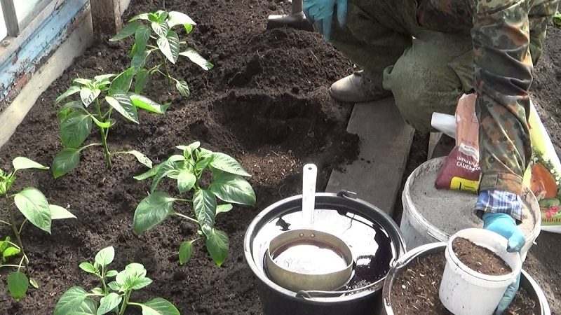 Φροντίδα και καλλιέργεια πιπεριών σε θερμοκήπιο: οδηγίες βήμα προς βήμα για αρχάριους κηπουρούς