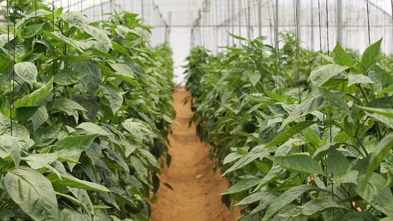 Cura e coltivazione dei peperoni in serra: istruzioni dettagliate per giardinieri alle prime armi