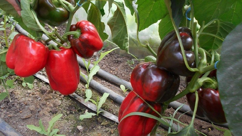 Skötsel och odling av paprika i ett växthus: steg-för-steg-instruktioner för nybörjare