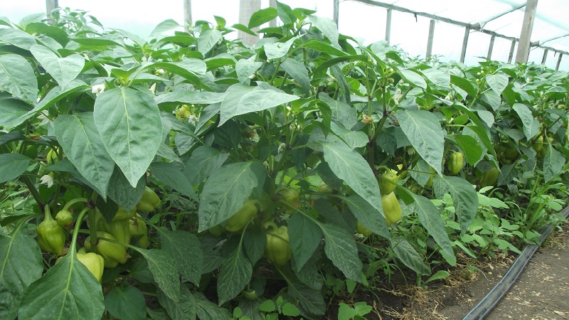A paprika gondozása és termesztése üvegházban: lépésről lépésre a kezdő kertészek számára