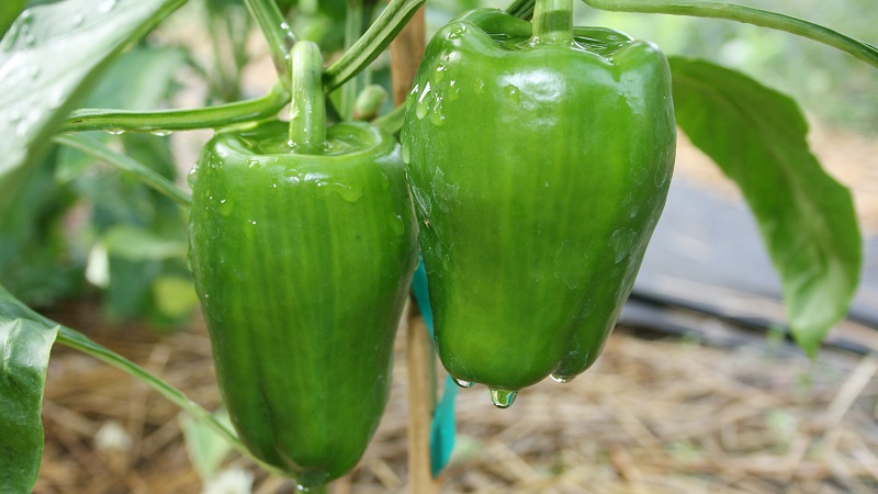 Starostlivosť a pestovanie papriky v skleníku: podrobné pokyny pre začínajúcich záhradníkov