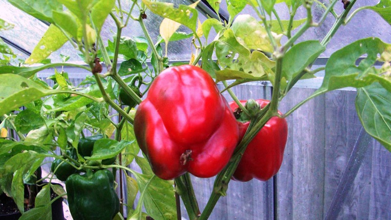 Stell og dyrking av paprika i et drivhus: trinnvise instruksjoner for nybegynnere