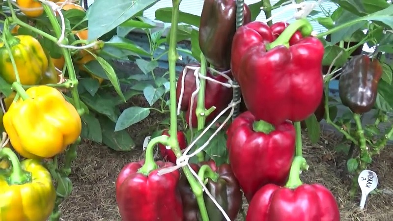 Soin et culture des poivrons dans une serre: instructions étape par étape pour les jardiniers débutants