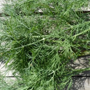 Recommendations for the care and cultivation of dill Kibray: how to protect against pests and correctly harvest