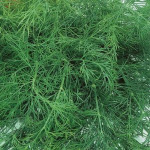 Recommendations for the care and cultivation of dill Kibray: how to protect against pests and correctly harvest