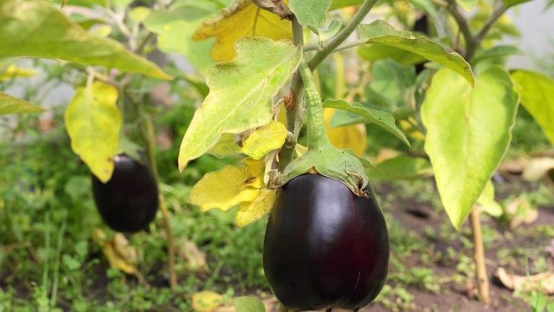 What to do if the leaves turn yellow in the eggplant greenhouse