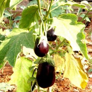 What to do if the leaves turn yellow in the eggplant greenhouse