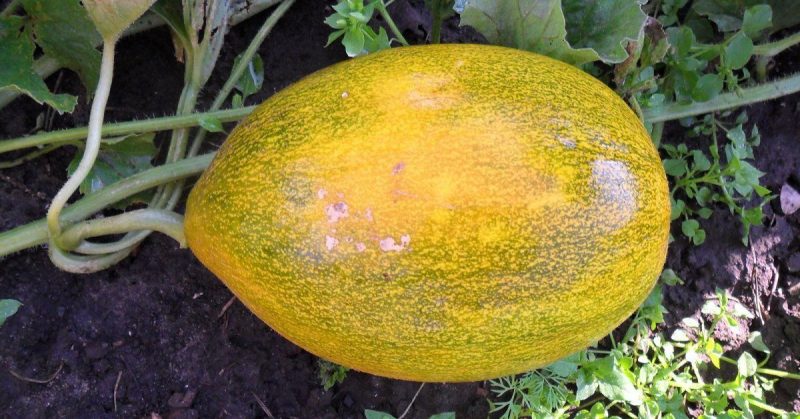 Schädlinge und Krankheiten von Melonen: Was sind sie und wie gehen sie damit um?