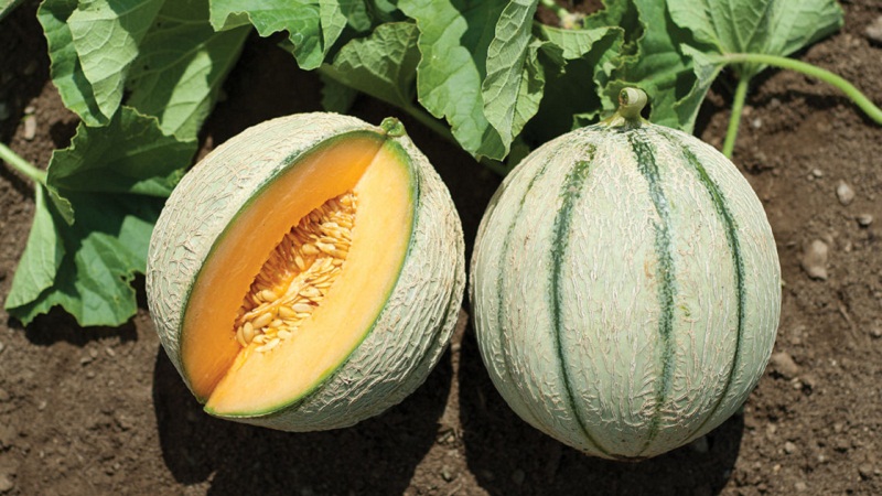 Melonien tuholaiset ja taudit: mitä ne ovat ja kuinka käsitellä niitä