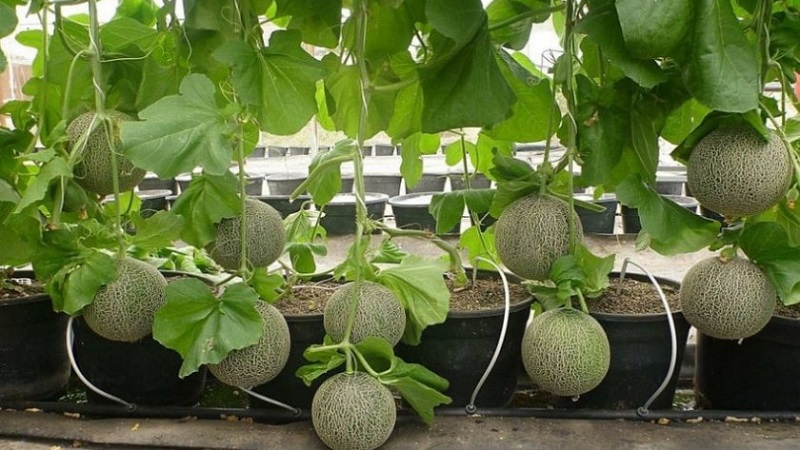 Anleitung zum Anbau von Melonen in Sibirien auf freiem Feld für Anfängergärtner