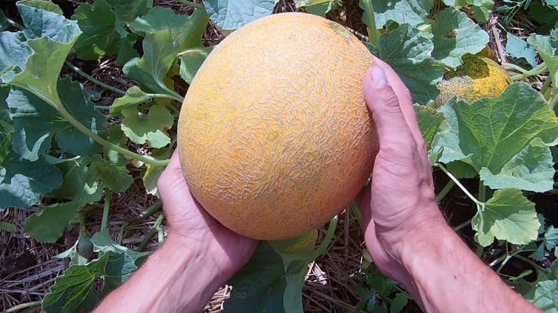 Mga tagubilin para sa lumalagong mga melon sa Siberia sa bukas na patlang para sa mga nagsisimula ng mga hardinero
