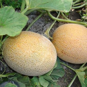 Mga tagubilin para sa lumalagong mga melon sa Siberia sa bukas na patlang para sa mga nagsisimula ng mga hardinero