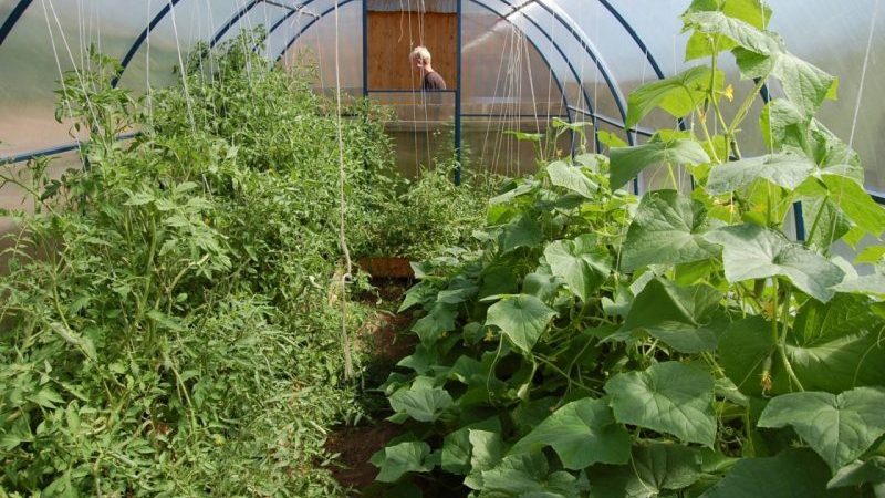 Is it possible to grow cucumbers and tomatoes together in the same polycarbonate greenhouse